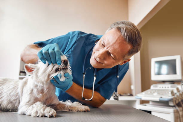 Best Emergency Broken Tooth Repair in Stewartville, MN